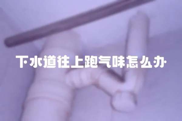 下水道往上跑氣味怎么辦