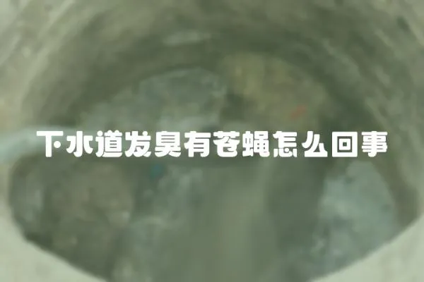 下水道發(fā)臭有蒼蠅怎么回事