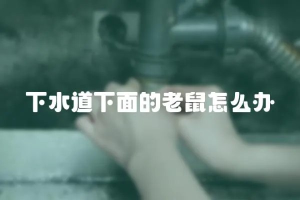 下水道下面的老鼠怎么辦