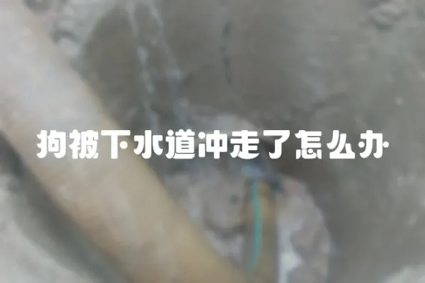 狗被下水道沖走了怎么辦