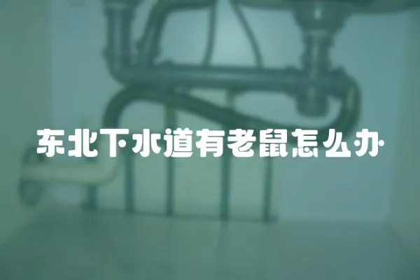 東北下水道有老鼠怎么辦