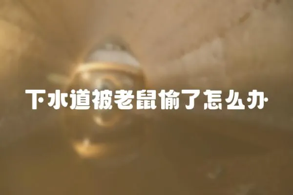下水道被老鼠偷了怎么辦