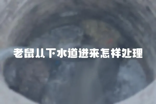 老鼠從下水道進(jìn)來(lái)怎樣處理