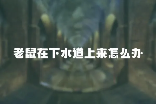 老鼠在下水道上來(lái)怎么辦