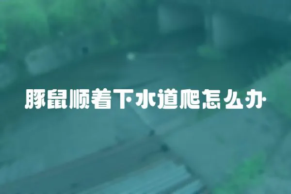 豚鼠順著下水道爬怎么辦