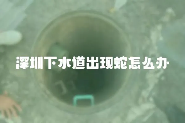 深圳下水道出現蛇怎么辦
