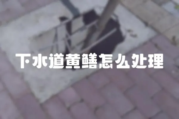 下水道黃鱔怎么處理