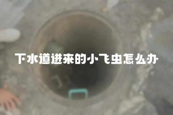 下水道進來的小飛蟲怎么辦