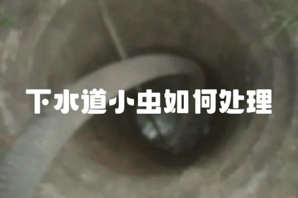 下水道小蟲如何處理