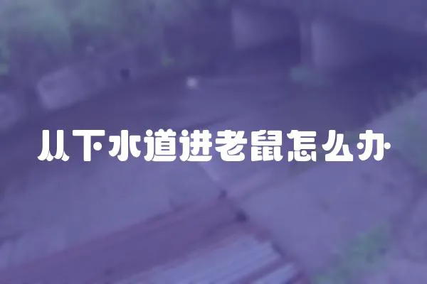 從下水道進(jìn)老鼠怎么辦