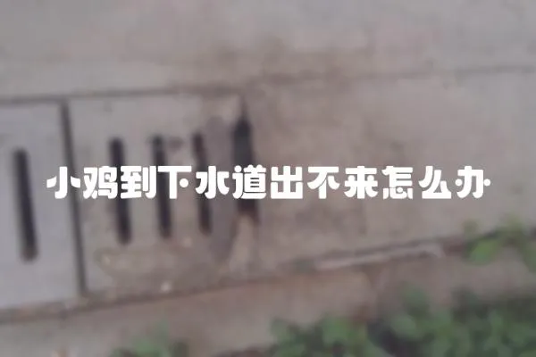 小雞到下水道出不來怎么辦