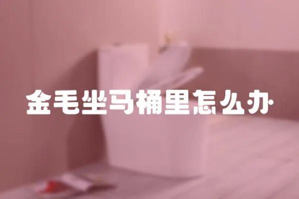 金毛坐馬桶里怎么辦