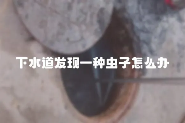 下水道發現一種蟲子怎么辦