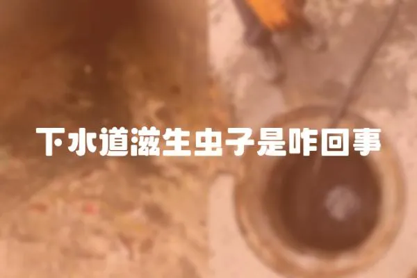 下水道滋生蟲子是咋回事