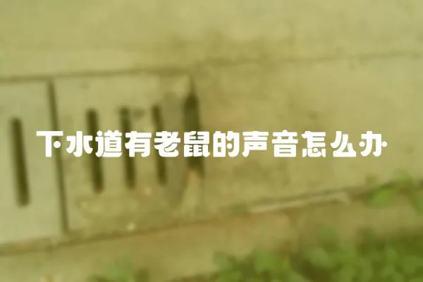 下水道有老鼠的聲音怎么辦