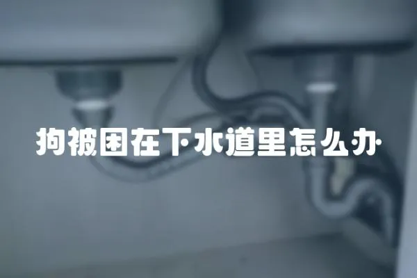 狗被困在下水道里怎么辦