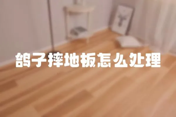 鴿子摔地板怎么處理