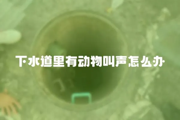 下水道里有動物叫聲怎么辦