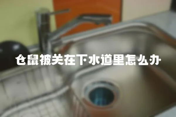 倉鼠被關在下水道里怎么辦