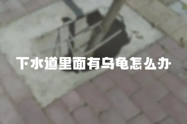 下水道里面有烏龜怎么辦