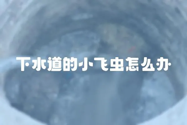 下水道的小飛蟲怎么辦