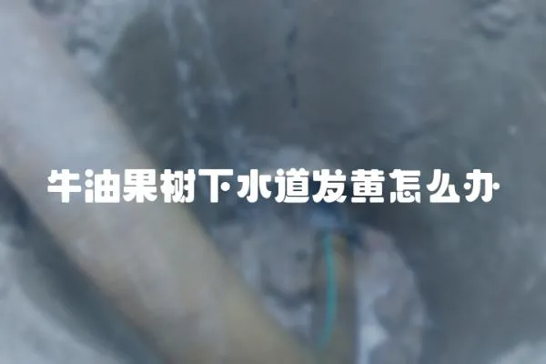 牛油果樹下水道發黃怎么辦