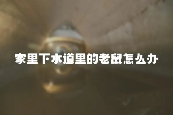 家里下水道里的老鼠怎么辦