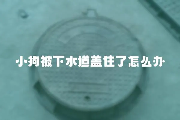 小狗被下水道蓋住了怎么辦