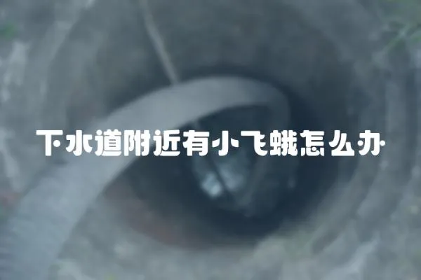 下水道附近有小飛蛾怎么辦