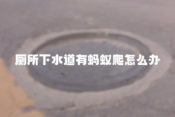廁所下水道有螞蟻爬怎么辦
