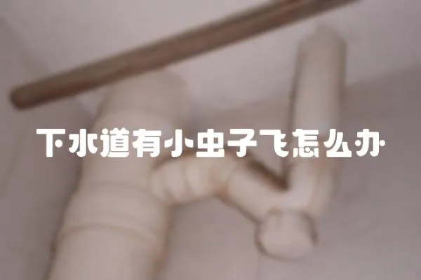 下水道有小蟲子飛怎么辦