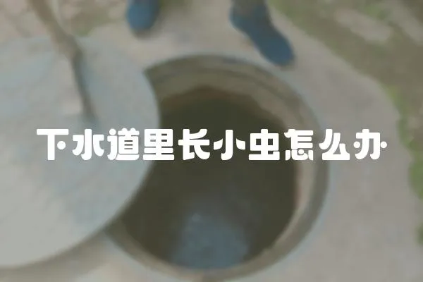 下水道里長小蟲怎么辦