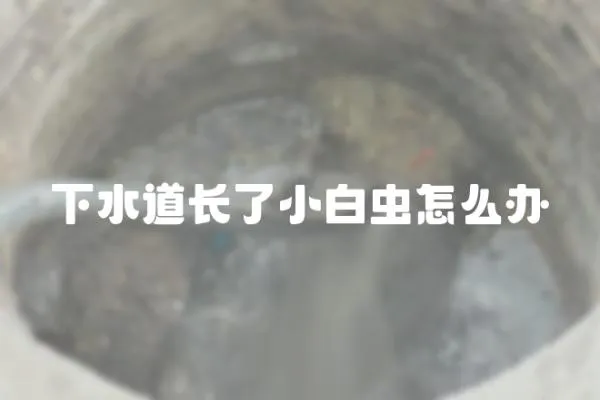 下水道長了小白蟲怎么辦