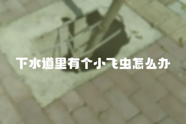 下水道里有個小飛蟲怎么辦
