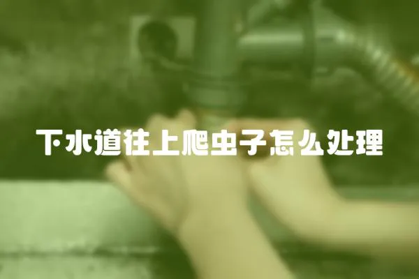 下水道往上爬蟲子怎么處理