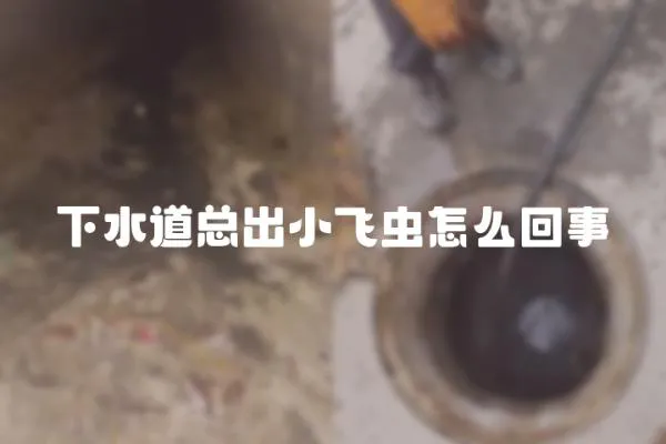 下水道總出小飛蟲怎么回事
