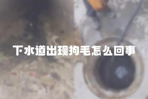 下水道出現狗毛怎么回事