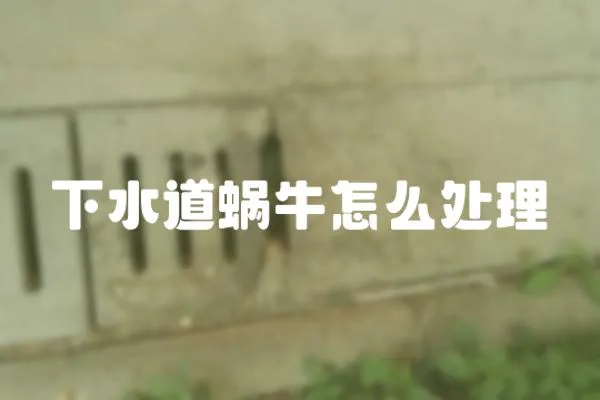 下水道蝸牛怎么處理