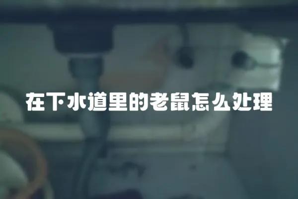 在下水道里的老鼠怎么處理