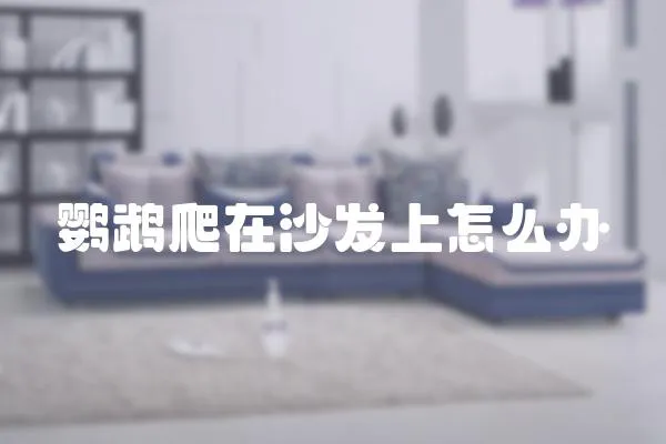 鸚鵡爬在沙發上怎么辦