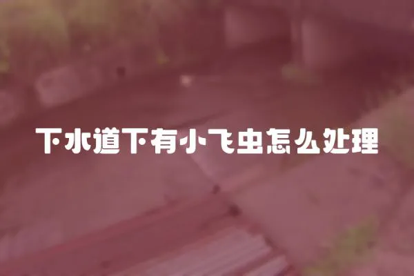 下水道下有小飛蟲怎么處理