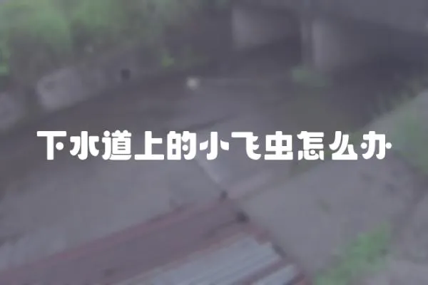 下水道上的小飛蟲怎么辦