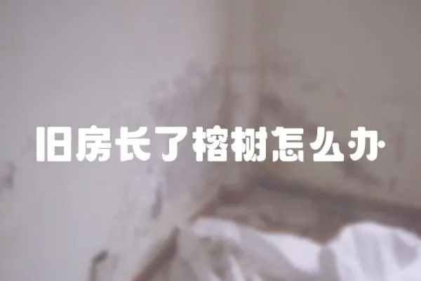 舊房長了榕樹怎么辦