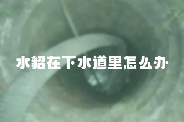 水貂在下水道里怎么辦