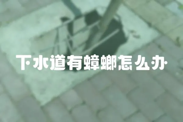 下水道有蟑螂怎么辦