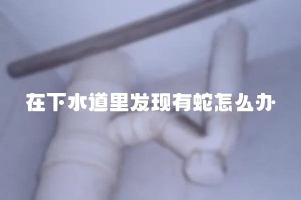 在下水道里發現有蛇怎么辦