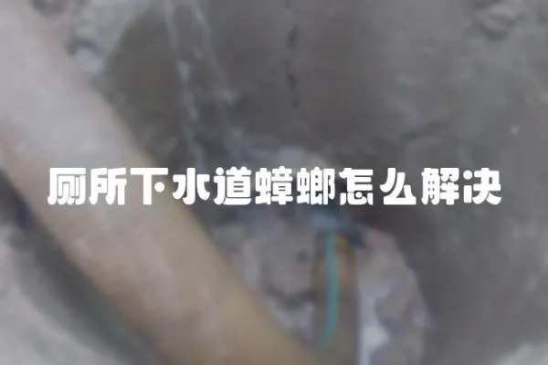 廁所下水道蟑螂怎么解決