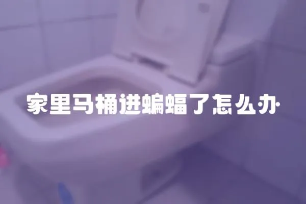 家里馬桶進蝙蝠了怎么辦