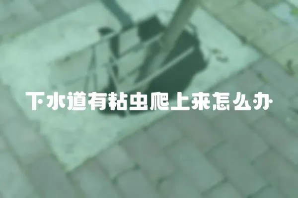 下水道有粘蟲爬上來怎么辦